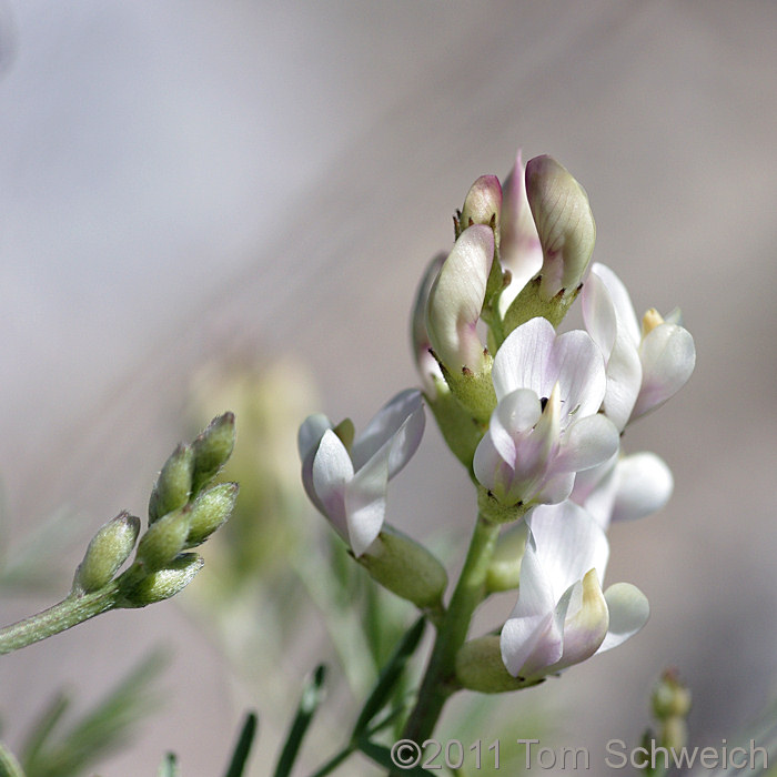 Fabaceae Astragalus whitneyi whitneyi