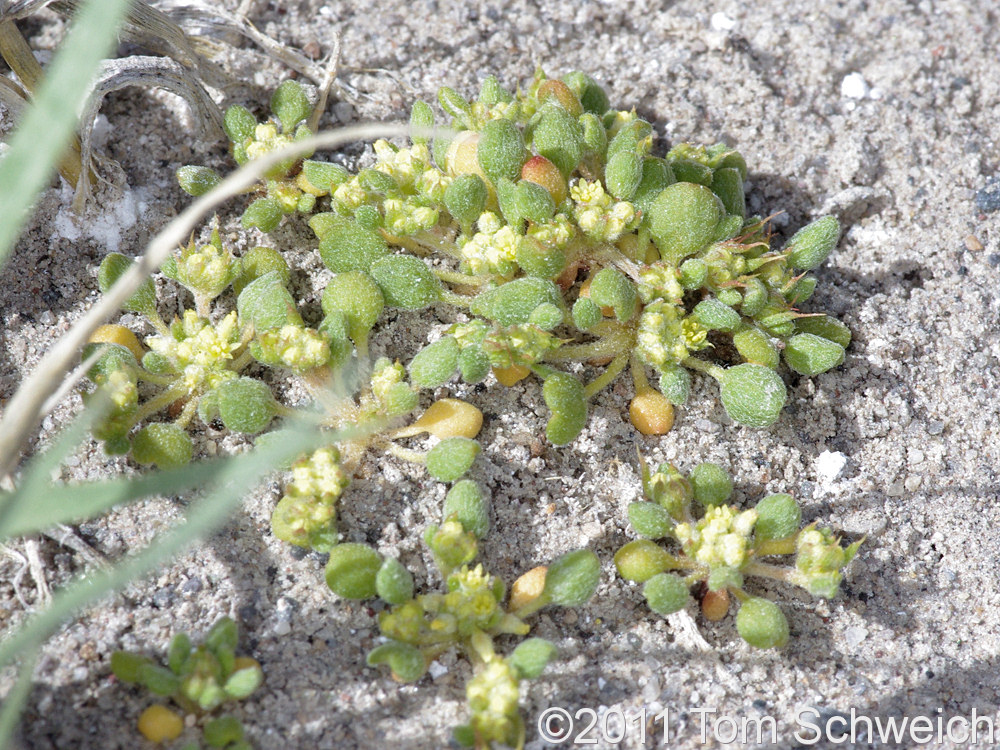 Polygonaceae Goodmania luteola