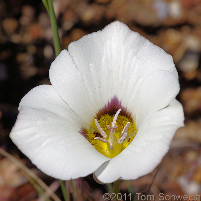 Liliaceae Calochortus bruneaunis