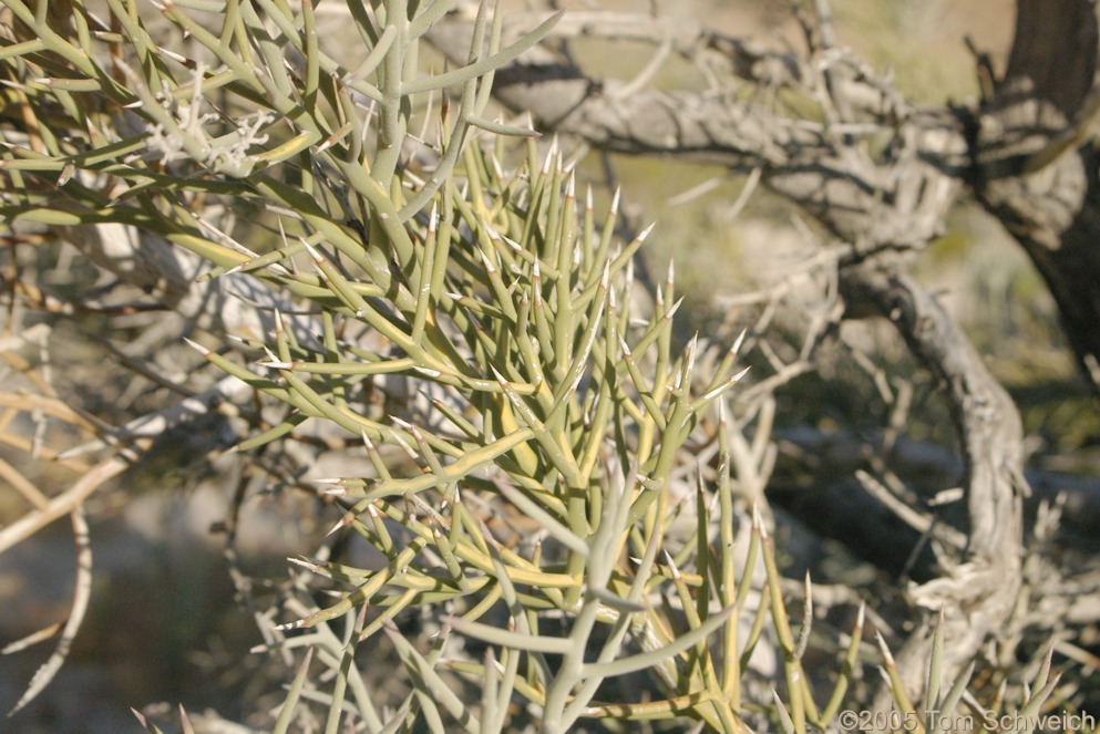 Simaroubaceae Castela emoryi, San Bernardino County, California