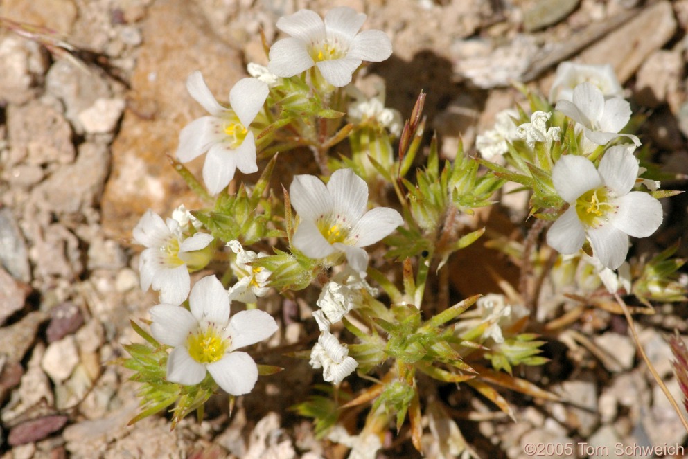 Polemoniaceae Linanthus demissus, Mesquite Mountains, San Bernardino County, California