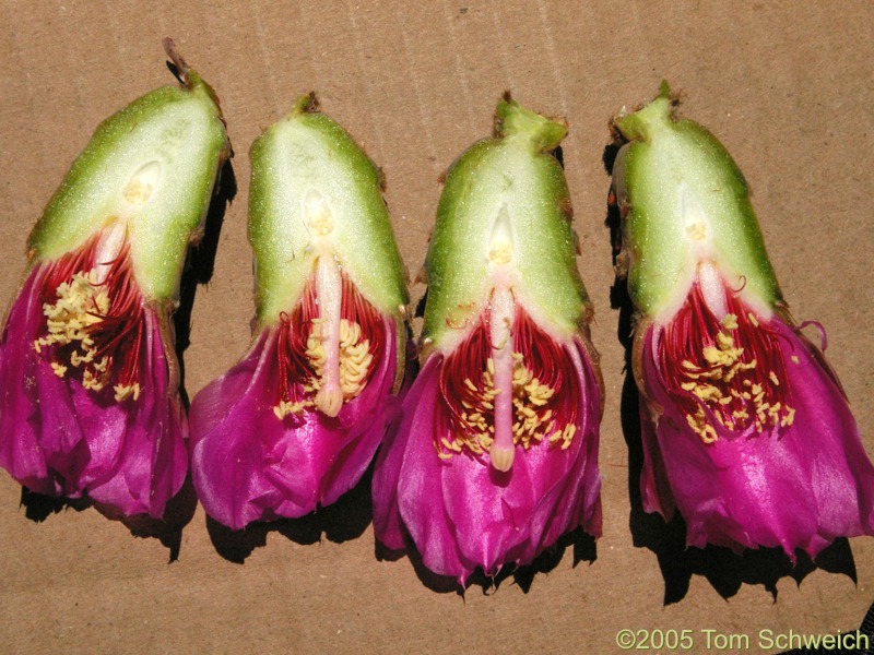 Collection 449, Cactaceae Opuntia basilaris, Mesquite Mountains, San Bernardino County, California