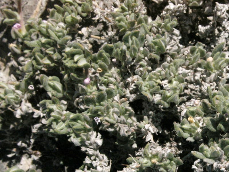 Collection 450, Tiquilia canescens var. canescens, Mesquite Mountains, San Bernardino County, California