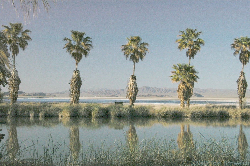 Soda Springs Desert Studies Center, Zzyzx, San Bernardino County, California