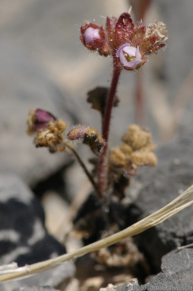 Unknown species, <i>Phacelia</i>? On the top of the Mesquite Mountains.