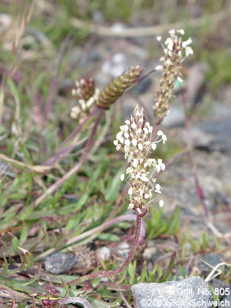 Plantaginaceae Plantago coronopus