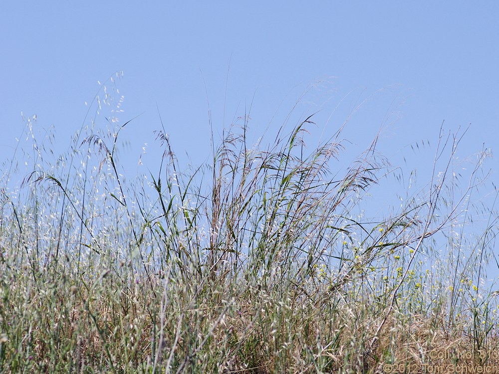 Poaceae Stipa miliacea miliacea