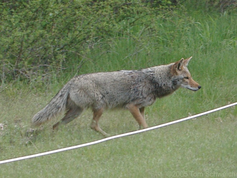 Coyote, Yosemite National Park, Mariposa County, California