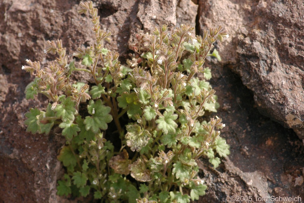 Boraginaceae Phacelia perityloides jaegeri