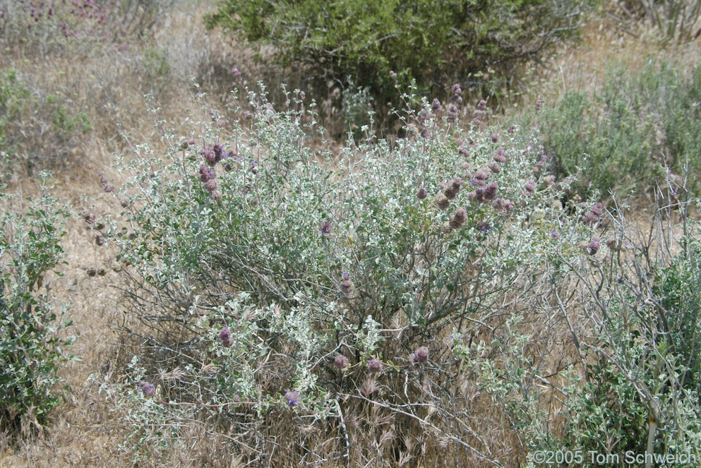 Salvia dorrii, Mojave National Preserve