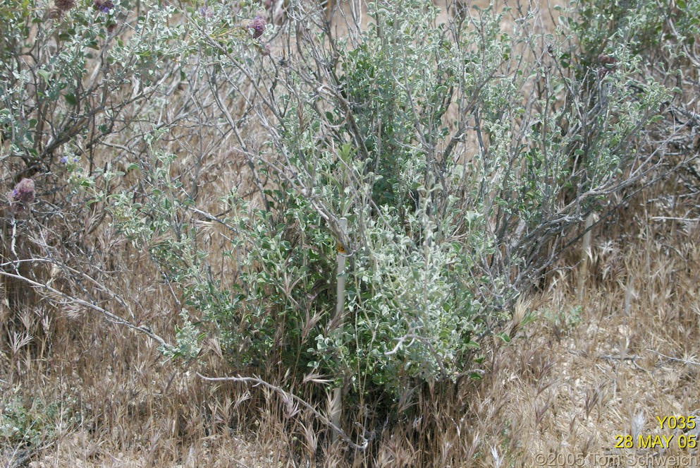 Salvia dorrii, Mojave National Preserve