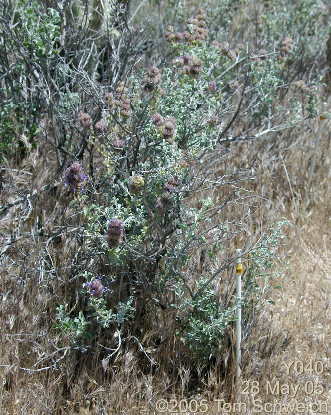 Salvia dorrii, Mojave National Preserve