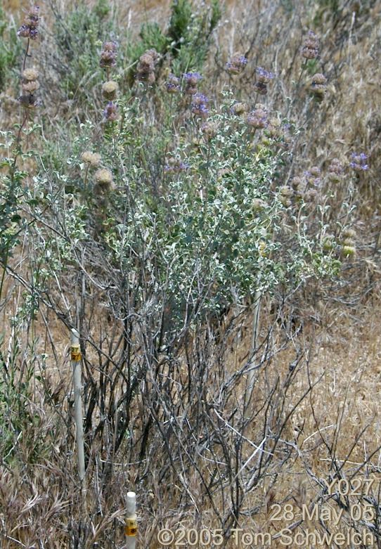 Salvia dorrii, Mojave National Preserve