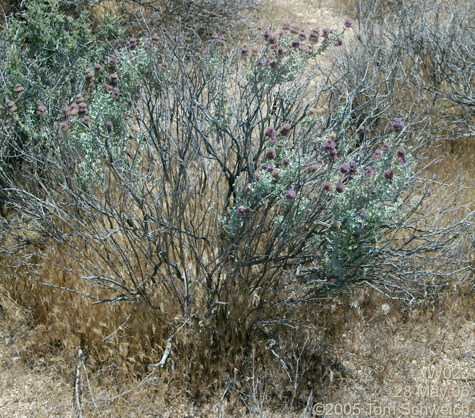 Salvia dorrii, Mojave National Preserve