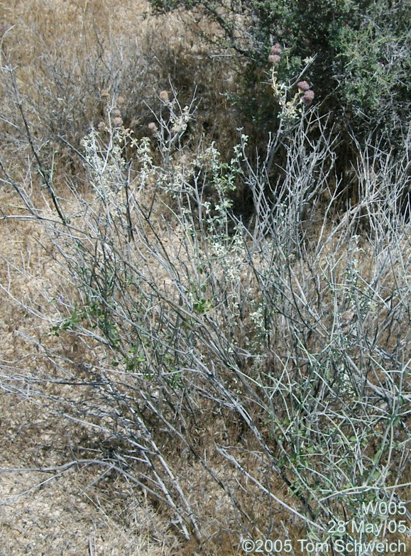 Salvia dorrii, Mojave National Preserve