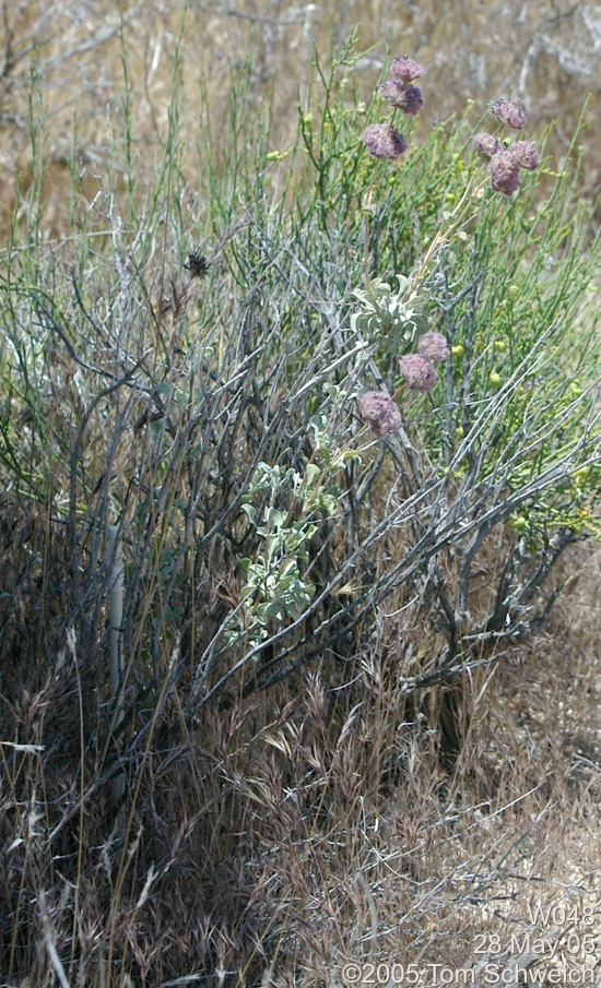 Salvia dorrii, Mojave National Preserve