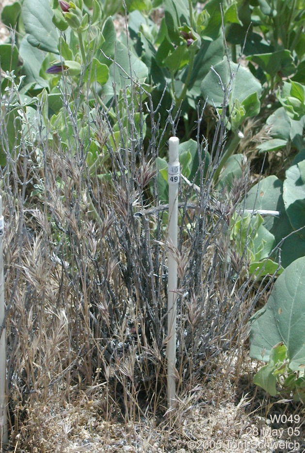 Salvia dorrii, Mojave National Preserve