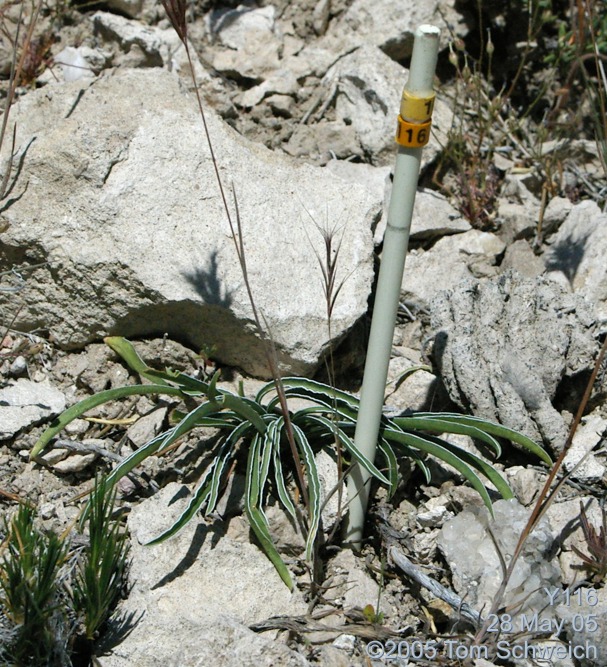 Frasera albomarginata, Mojave National Preserve, San Bernardino County, California