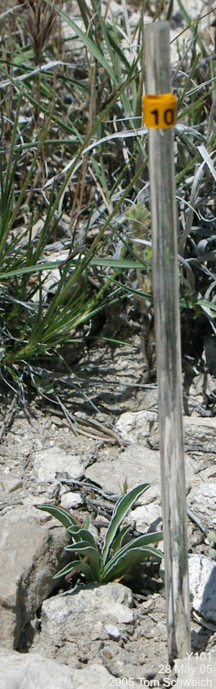 Frasera albomarginata, Mojave National Preserve, San Bernardino County, California