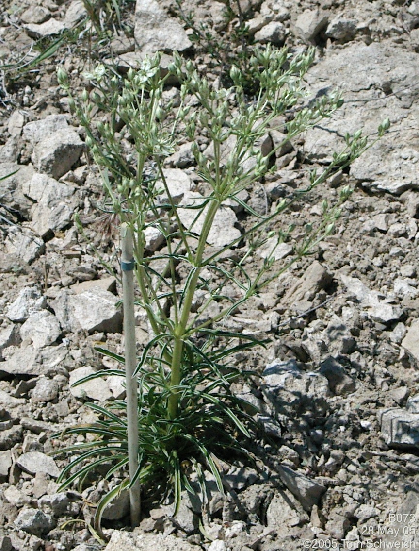 Frasera albomarginata, Mojave National Preserve, San Bernardino County, California