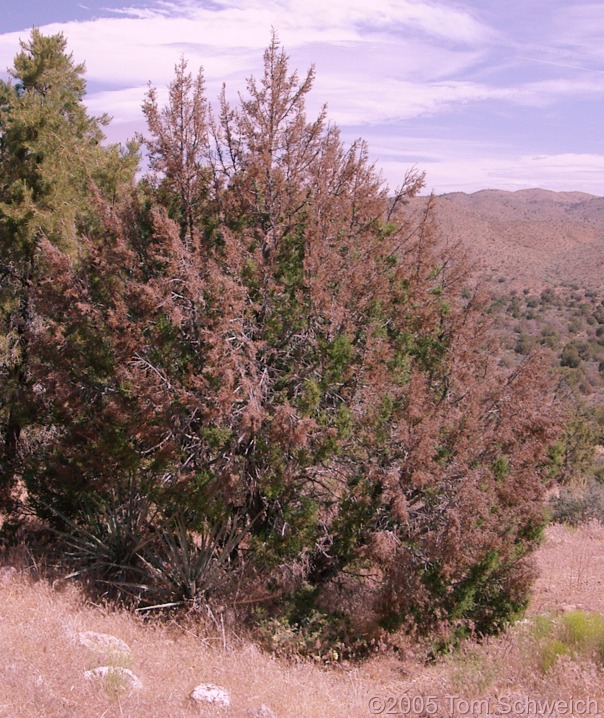 Cupressaceae Juniperus osteosperma