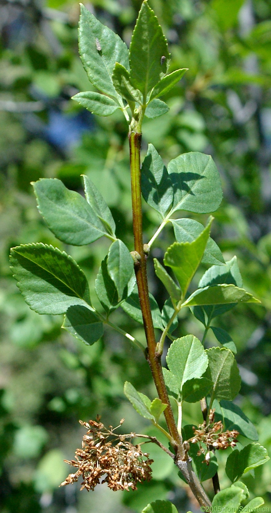 Oleaceae Fraxinus anomala, Mojave National Preserve, San Bernardino County, California