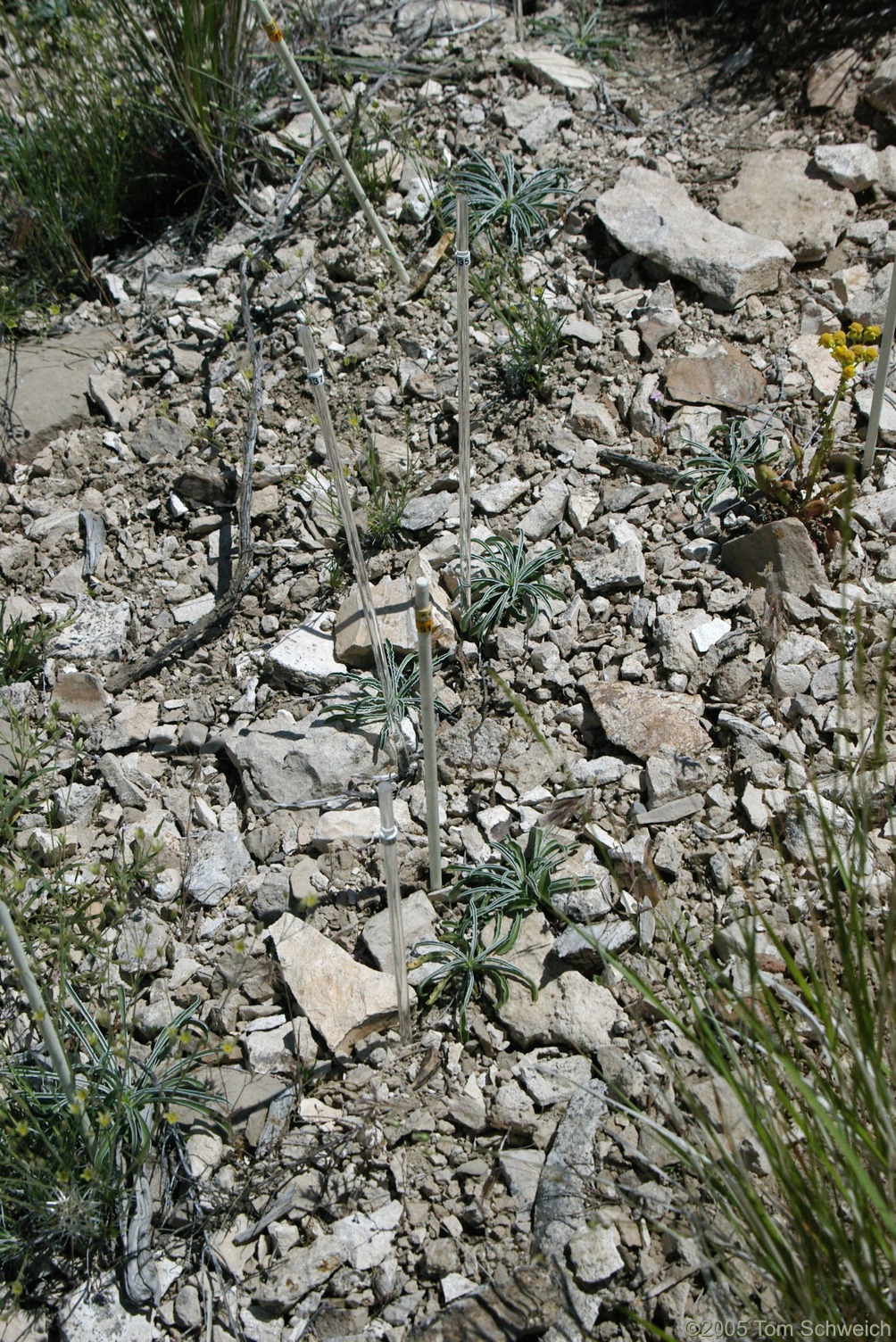 Frasera albomarginata, Wild Horse Mesa, Mojave National Preserve, San Bernardino County, California