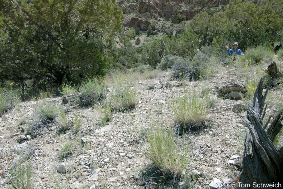 Frasera albomarginata, Wild Horse Mesa, Mojave National Preserve, San Bernardino County, California