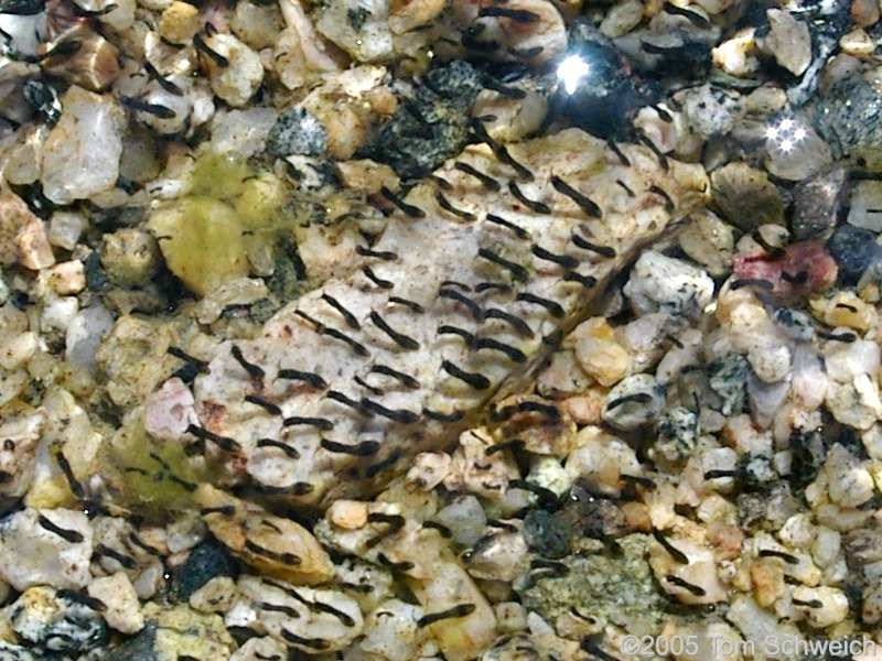 Insect Larvae, Black Canyon, Mojave National Preserve, San Bernardino County, California