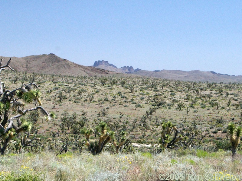 Castle Peaks, New York Mountains, Mojave National Preserve, San Bernardino County, California