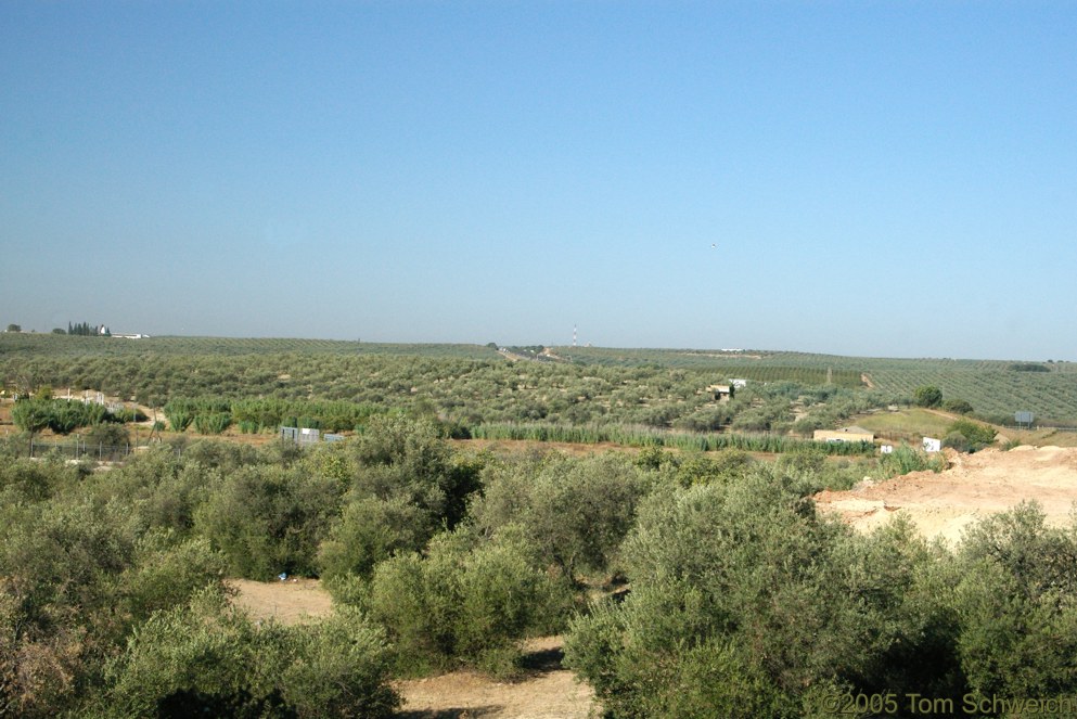 Olive groves, Bormujos, Sevilla, Andalucia, Spain