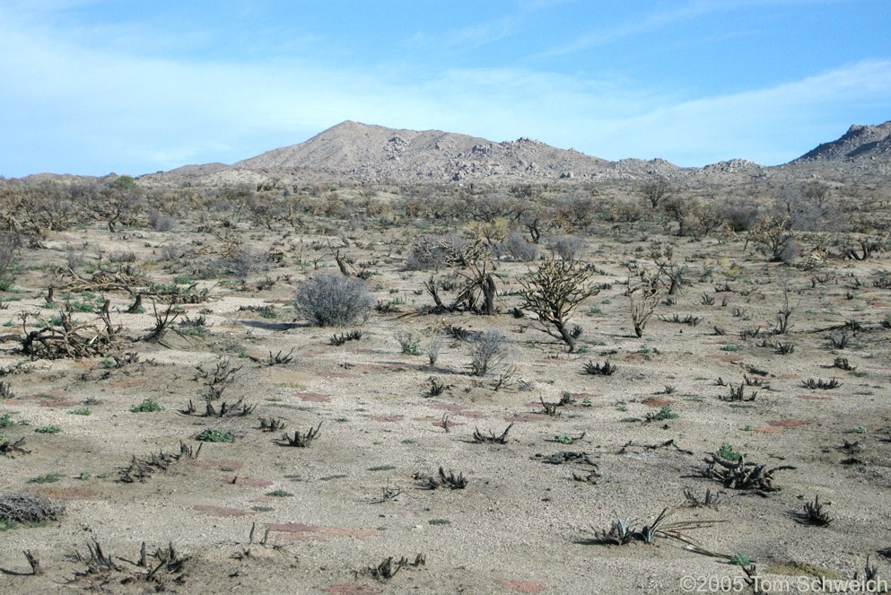 Hackberry Complex Fire, Lobo Point, Mojave National Preserve, San Bernardino, California