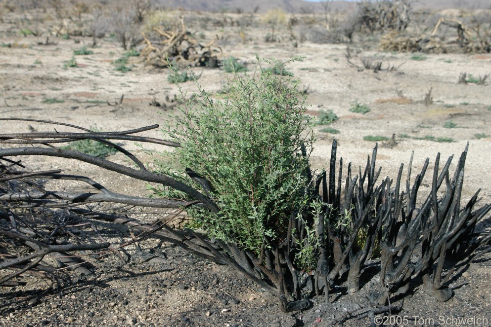 Hackberry Complex Fire, Lobo Point, Mojave National Preserve, San Bernardino, California