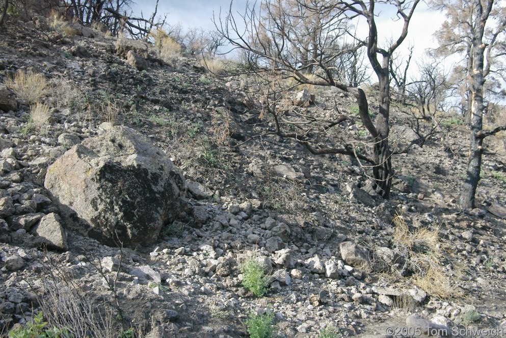 Hackberry Complex Fire, Lobo Point, Mojave National Preserve, San Bernardino, California