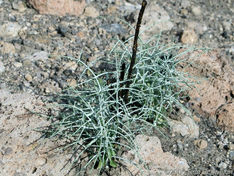 Hackberry Complex Fire, Lobo Point, Mojave National Preserve, San Bernardino, California