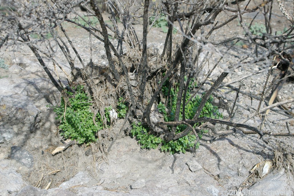 Hackberry Complex Fire, Lobo Point, Mojave National Preserve, San Bernardino, California