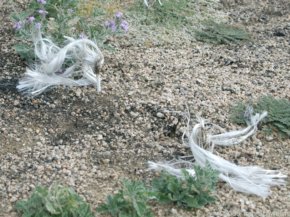 Salvia dorrii, Mojave National Preserve, San Bernardino County, California