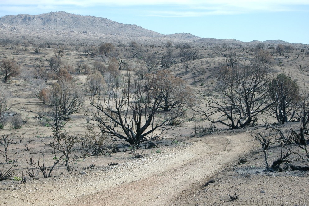 Wild Horse Canyon, Hackberry Complex Fire, Mojave National Preserve, San Bernardino County, California