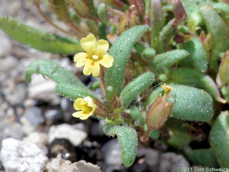 Phyrmaceae Mimulus suksdorfii