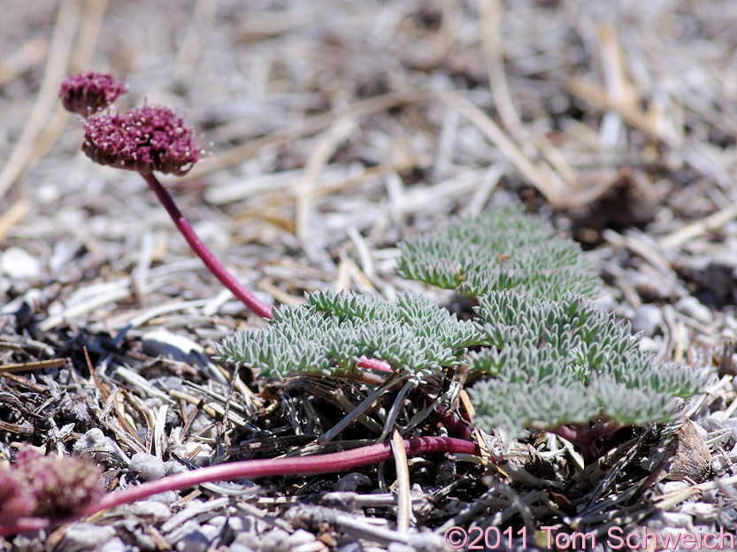 Apiaceae Cymopterus cinerarius