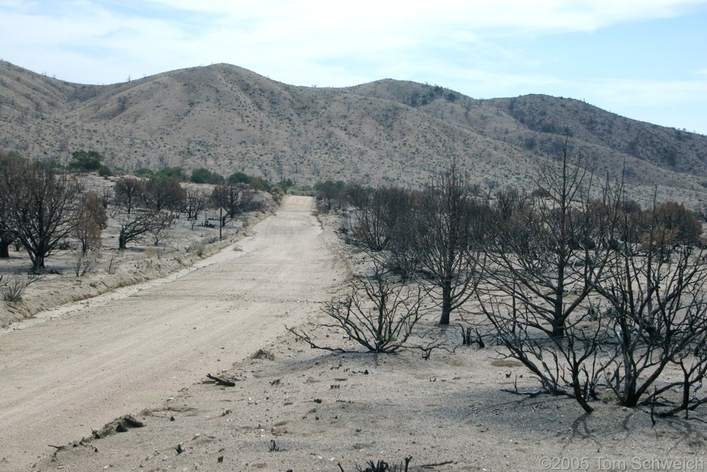 Mid Hills, Wild Horse Canyon Road, Mojave National Preserve, San Bernardino County, California