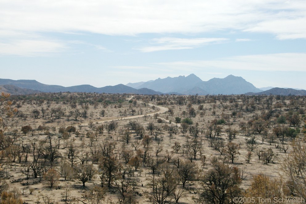 Mid Hills, Wild Horse Canyon Road, Mojave National Preserve, San Bernardino County, California