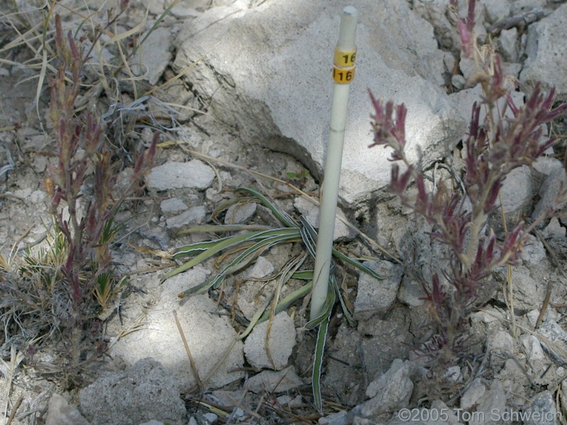 Frasera albomarginata, Mojave National Preserve, San Bernardino County, California