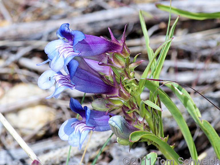 Plantaginaceae Penstemon speciosus