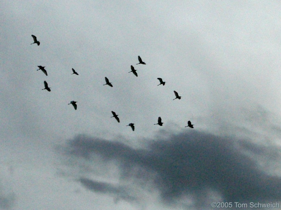 Egrets, Kelso, Mojave National Preserve, San Bernardino County, California