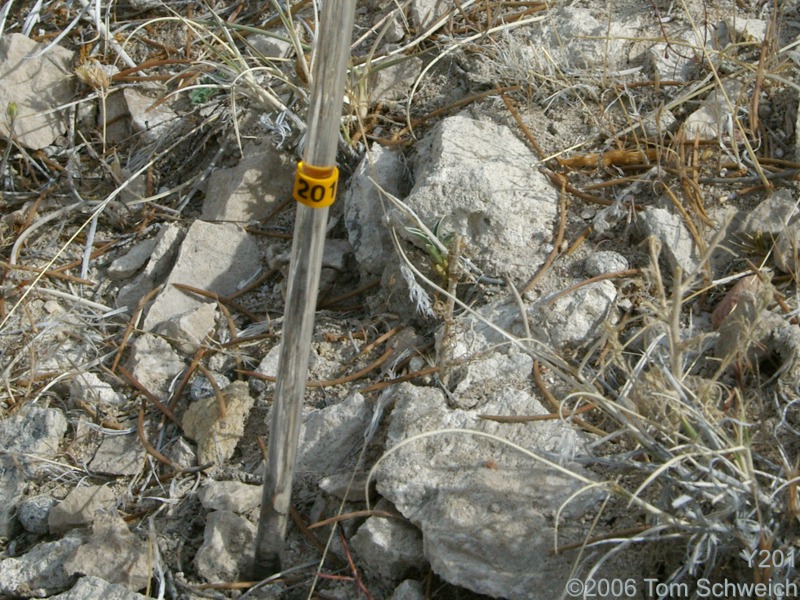 Frasera albomarginata, Mojave National Preserve, San Bernardino County, California