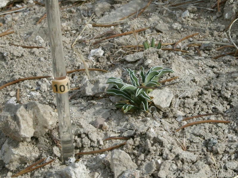 Frasera albomarginata, Mojave National Preserve, San Bernardino County, California