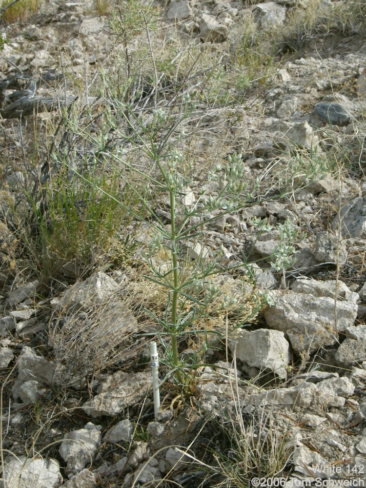 Frasera albomarginata, Mojave National Preserve, San Bernardino County, California