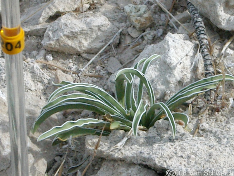 Frasera albomarginata, Mojave National Preserve, San Bernardino County, California