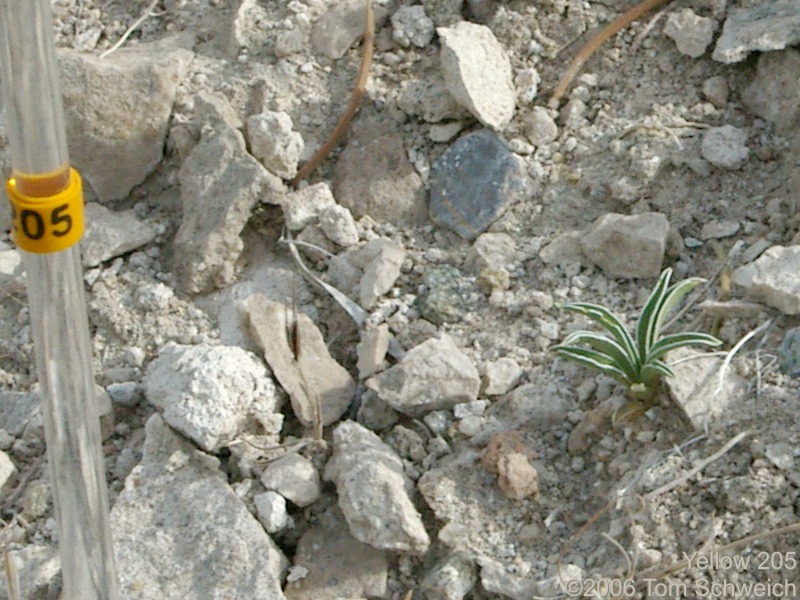 Frasera albomarginata, Mojave National Preserve, San Bernardino County, California